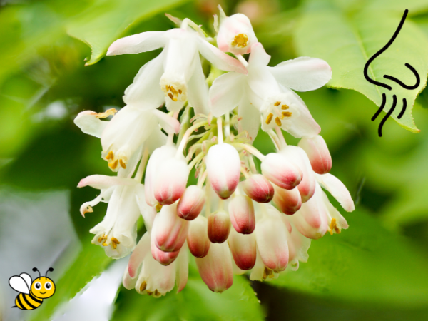 Staphylea pinnata Gemeine Pimpernuss